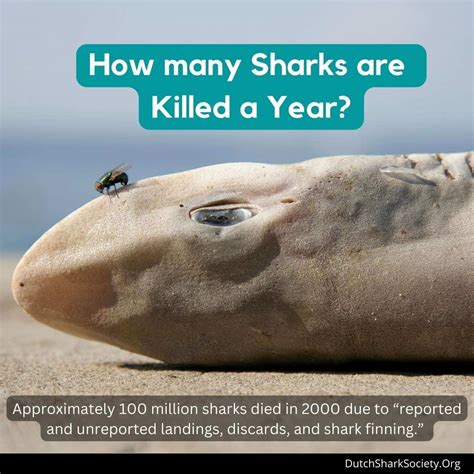 how many sharks are killed a year dutch shark society