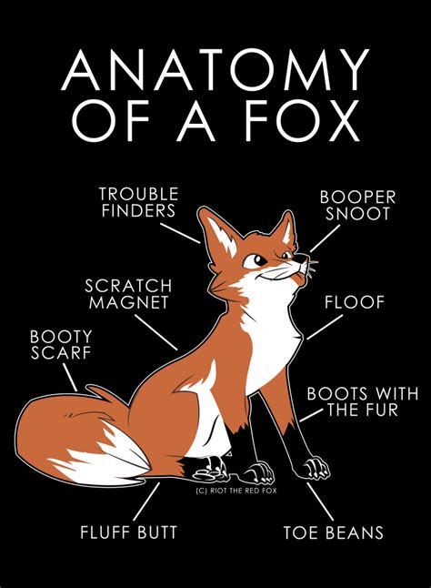 Anatomy Of A Fox By Artwork Tee On Deviantart Anatomy Animal