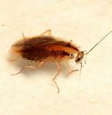 Cockroach Identification Pictures