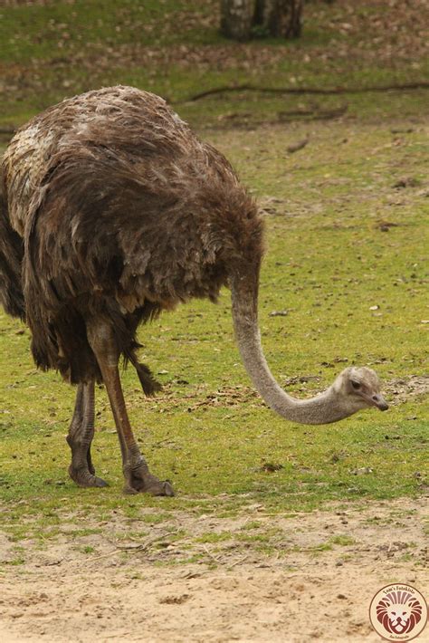Strauß Lat Struthio Camelus Safaripark Beekse Bergen Flickr