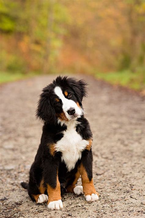 Pin By Bern Ack On Wagging Tails Bernese Mountain Dog Puppy Dogs