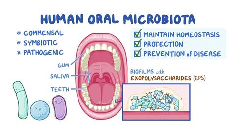 The Oral Microbiota And Systemic Health Osmosis