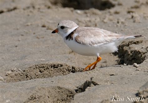 Our Good Harbor Beach Piping Plover Chicks Are Two Weeks Old Today Kim Smith Films