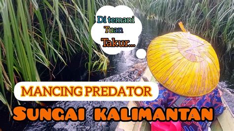 Mancing Predator Sungai Kalimantan Di Temani Tuan Takur Youtube