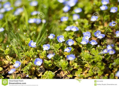 Little Blue Flowers In The Nature Stock Image Image Of Baby White