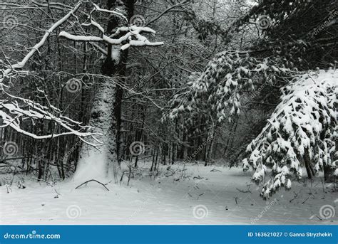 Forest With Huge Coniferous Trees In The Snow During A Snowfall Stock