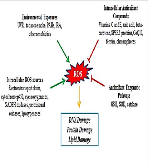 Summary Of Ros And Antioxidant Sources In The Cell Yellow Arrow