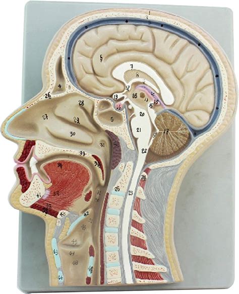 Brain Model Brain And Nasal Cavity Mid Sagittal Section Brain Model