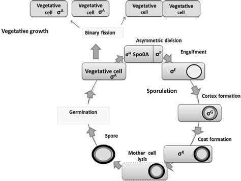 Life Cycle Of Bacillus Which Include Germination Vegetative Growth