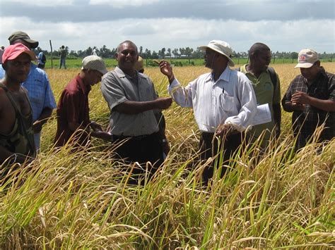 Img0153 Guyana Rice Development Board