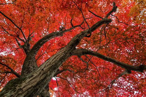Maple Tree Wallpapers Top Free Maple Tree Backgrounds Wallpaperaccess Images