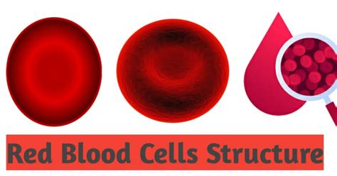 Parts Of A Red Blood Cell Nomenclature Cards 3 6 Printed Ph