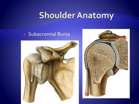 Ppt Shoulder Complex Powerpoint Presentation Free Download Id2013150