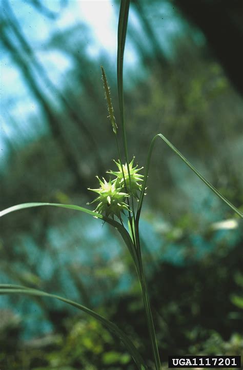 Carex Grayi Grays Sedge Go Botany