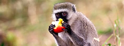 30 Days Uganda Primates Wildlife Culture And Nyirangongo Hike In Dr Congo