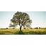 Discover Turkey’s Oldest And Most Impressive Heritage Trees  Daily Sabah