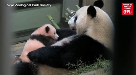 Panda Cub Turns 100 Days Old Nippon Tv News 24 Japan