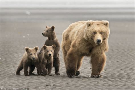 Coastal Brown Bear And Her Triplet Cubs Enjoy A Day Out Daily Mail Online