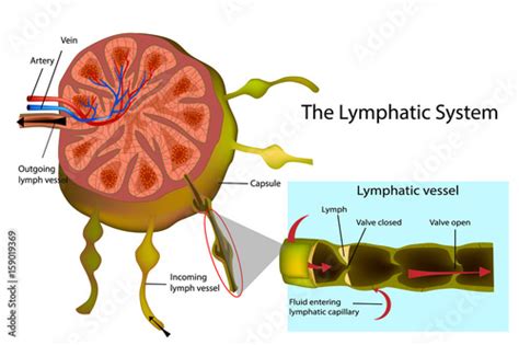 The Lymphatic System Structure Of A Lymph Node And Longitudinal