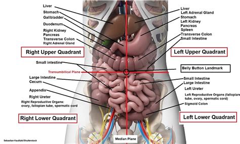 Physicians and anatomists divide the human abdomen into four different regions or quadrants. Four Abdominal Quadrants and Nine ... | Anatomy organs ...