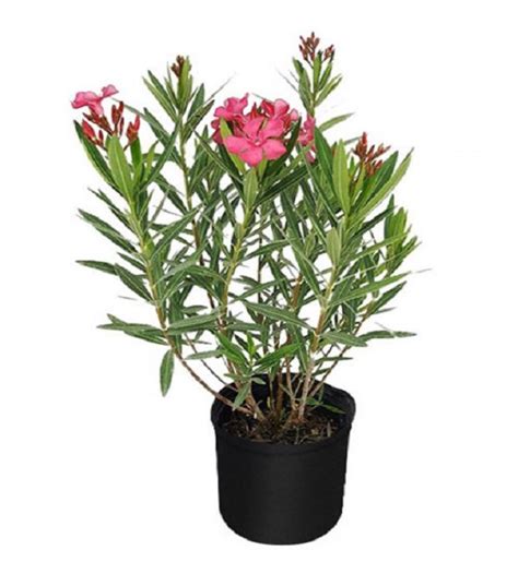 Nerium Oleander Pink
