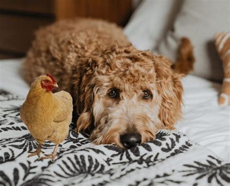 Chicken Allergy In Dogs Everything You Need To Know 2024 We Love