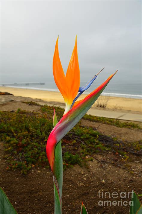 Foggy Morning Bird Of Paradise Photograph By Debra Thompson Fine Art America