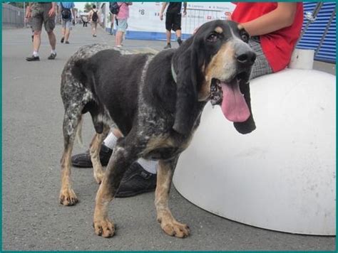 images  bluetick coonhound  pinterest beautiful dogs westminster  hunters