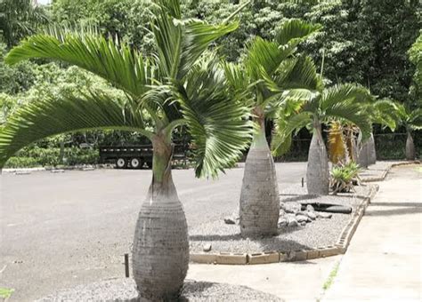 20 Popular Fast Growing Palm Trees American Gardener