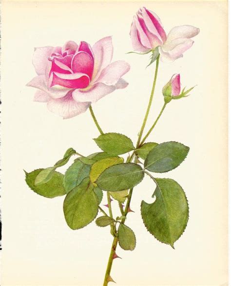 Vintage Rose Print Pink Rose 1965 Botanical Print Perfect Etsy In