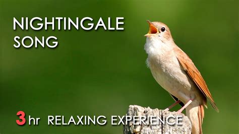 Best Nightingale Song 3 Hours Realtime Nightingale Singing No Loop
