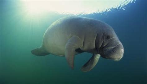 What Adaptations Help Manatees Live Under Water Animals