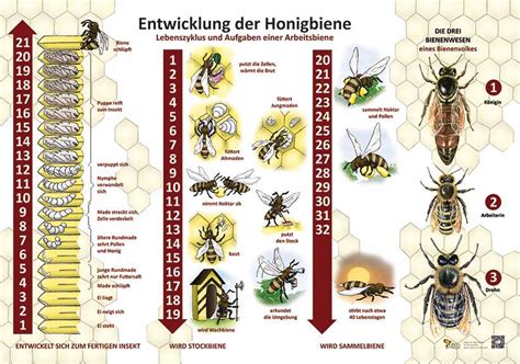 Entwicklung Der Honigbiene Biene Aktionen Natur Im Bild Lehrtafeln Für Natur Lehr Oder