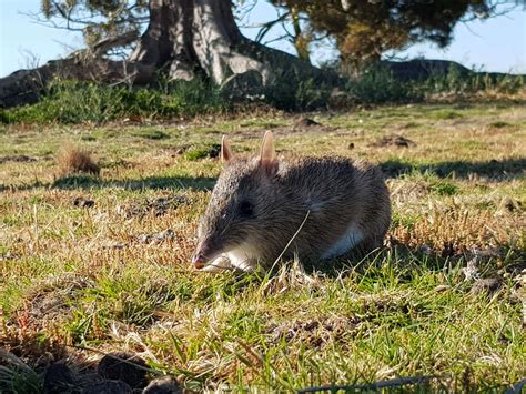 Photos From Help Protect Endangered Bandicoots Globalgiving
