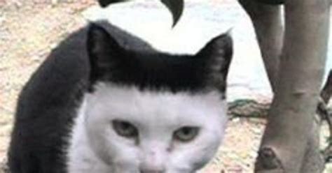 Unusual Cat Markings Album On Imgur