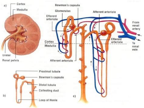 Proses Pembentukan Urine Pada Ginjal Materi Biologi Kelas