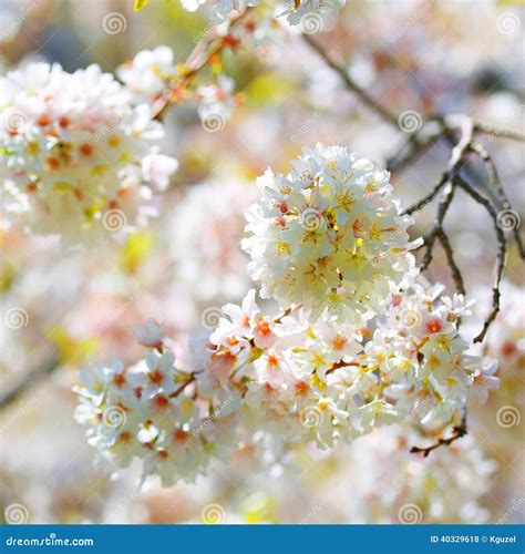 White Spring Blossoms Of Cherry Flowers Outdoor Stock Photo Image Of