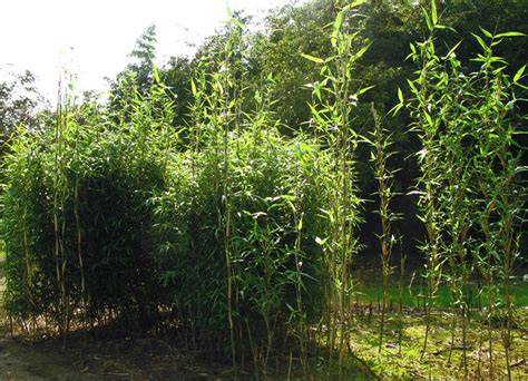 Arundinaria gigantea is a species of bamboo known as giant cane (not to be confused with arundo donax) and river cane. Arundinaria gigantea 'Macon' | Bambu, Bamboo | Pinterest