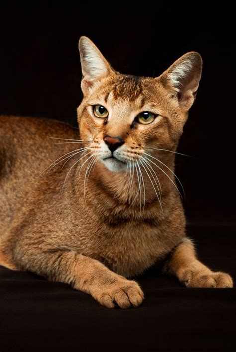 Big cat breeds can be quite the majestic felines with distinct and positive characteristics. A List of the Most Beautiful Large Cat Breeds in 2020 ...