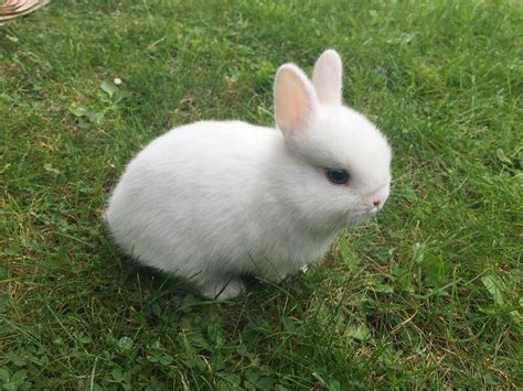 Lovely Beautiful Pure Blue Eyed White Netherland Dwarf Baby Rabbit In
