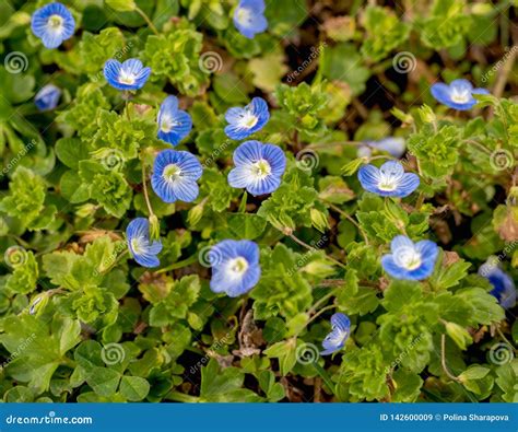 Beautiful Blue Little Spring Flowers Stock Image Image Of Floral