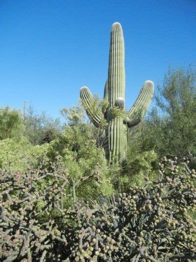 The cactus is the plant most often linked to the desert. Growing Saguaro Cactus: Information On Saguaro Cactus Care