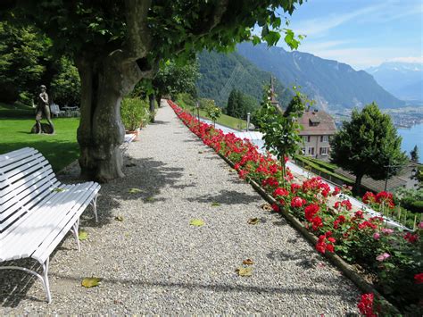 Free Images Flower View Garden Switzerland Lake Geneva Rosenweg