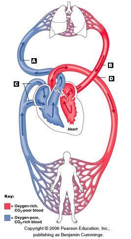 Veins (in blue) are the blood vessels that return blood to the heart. blood vessels - Google Search | Educate myself with ...