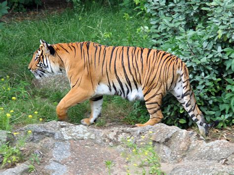 Subspecies Of Tigers In The World Taman Safari Bali
