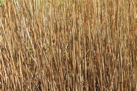 Reed Nature Free Stock Photo Public Domain Pictures