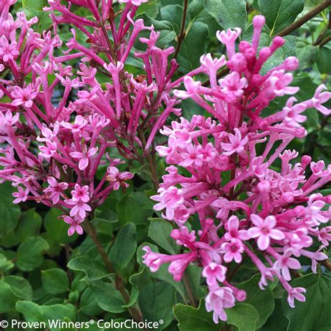 Bloomerang Dwarf Pink Lilac Plant Addicts