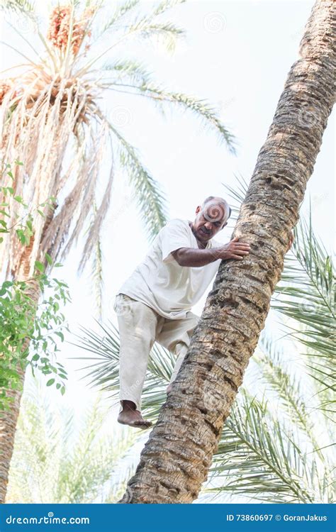 Man Climbing Coconut Palm Tree Cocos Nucifera Stock Photo Alamy 877