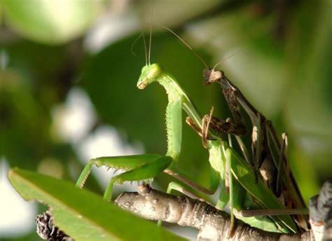 Mantis Religiosa Características Hábitat Alimentación Y Más