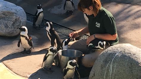 Photos And Video A Day In The Life Of Toronto Zoo Zookeepers 680 News